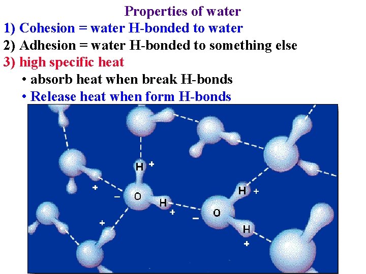 Properties of water 1) Cohesion = water H-bonded to water 2) Adhesion = water