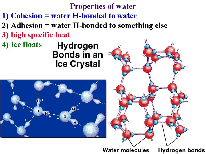 Properties of water 1) Cohesion = water H-bonded to water 2) Adhesion = water