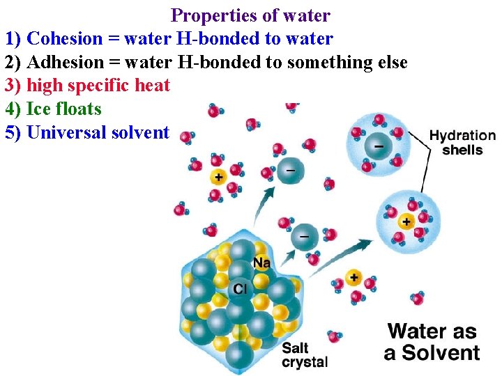 Properties of water 1) Cohesion = water H-bonded to water 2) Adhesion = water