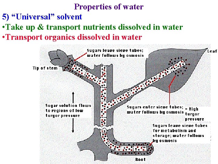 Properties of water 5) “Universal” solvent • Take up & transport nutrients dissolved in