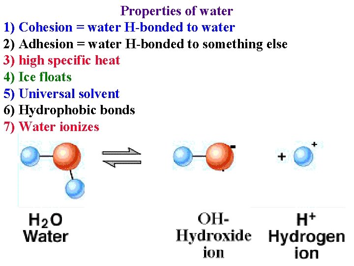 Properties of water 1) Cohesion = water H-bonded to water 2) Adhesion = water