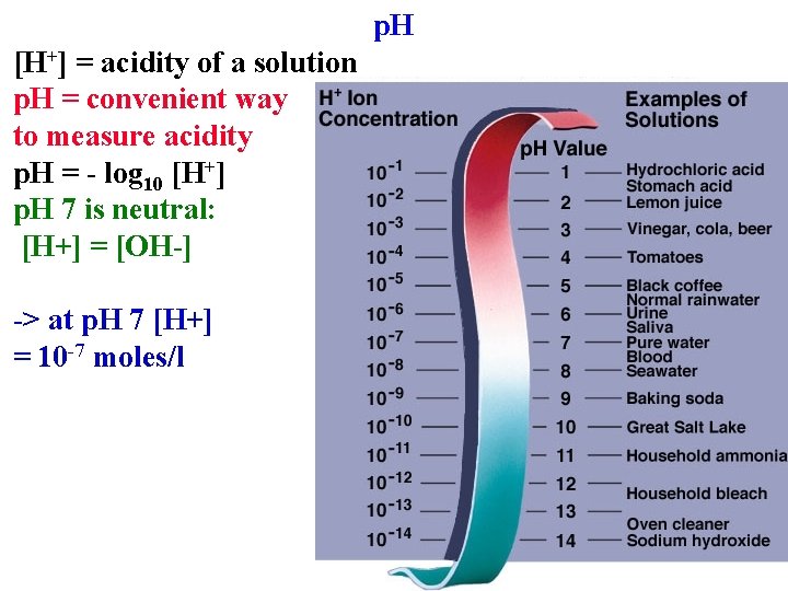 p. H [H+] = acidity of a solution p. H = convenient way to