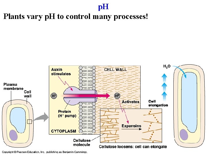 p. H Plants vary p. H to control many processes! 