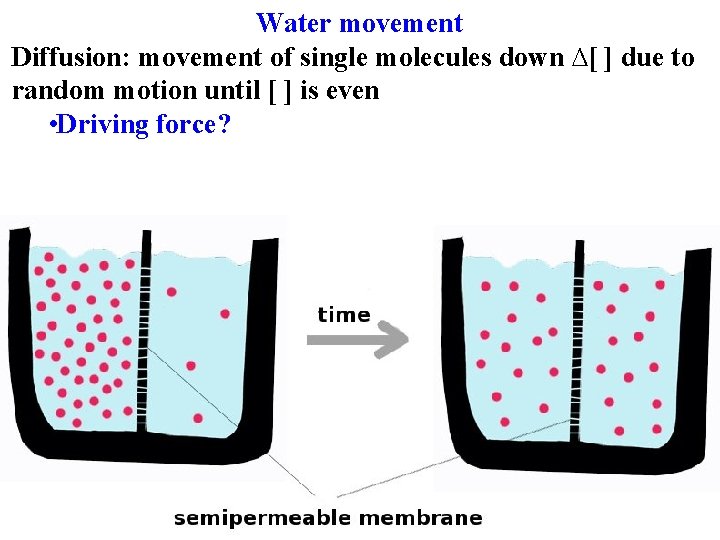 Water movement Diffusion: movement of single molecules down ∆[ ] due to random motion