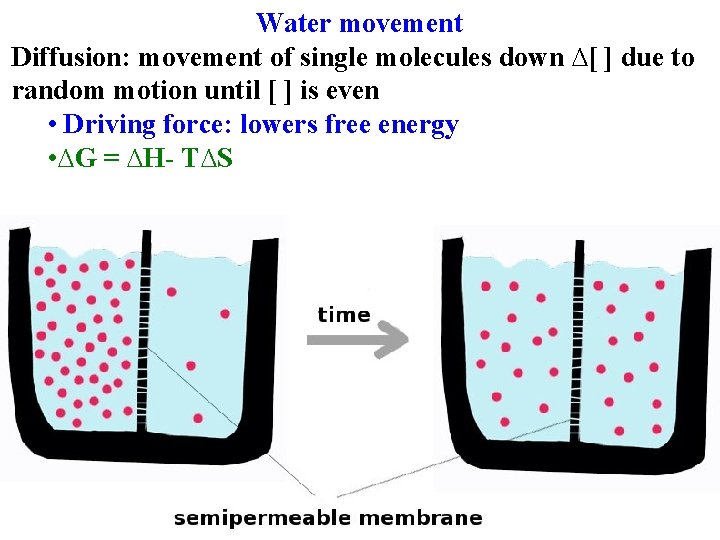 Water movement Diffusion: movement of single molecules down ∆[ ] due to random motion