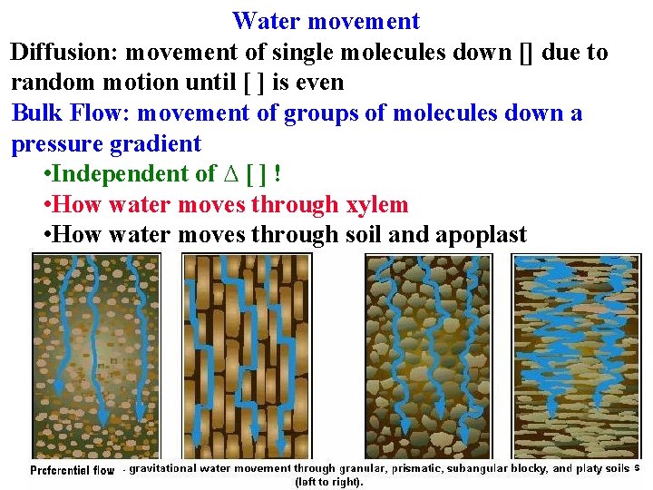 Water movement Diffusion: movement of single molecules down [] due to random motion until