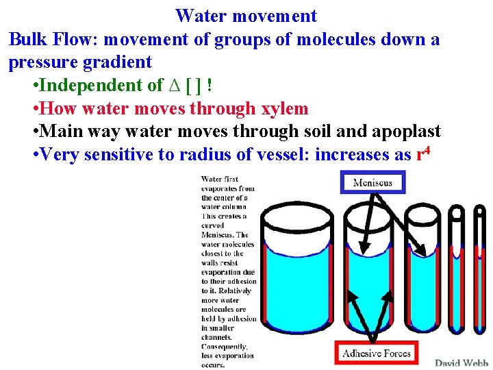 Water movement Bulk Flow: movement of groups of molecules down a pressure gradient •