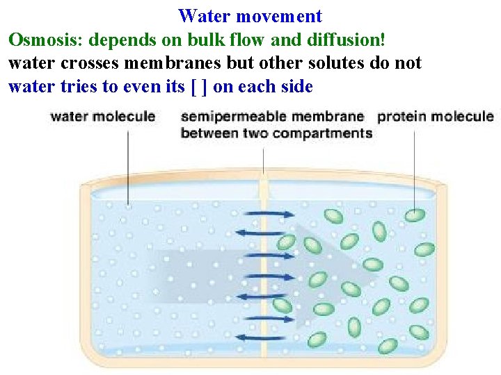 Water movement Osmosis: depends on bulk flow and diffusion! water crosses membranes but other