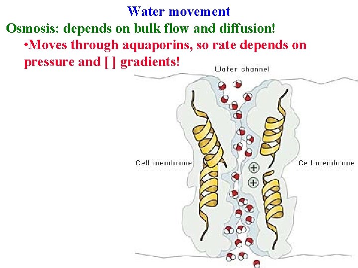 Water movement Osmosis: depends on bulk flow and diffusion! • Moves through aquaporins, so