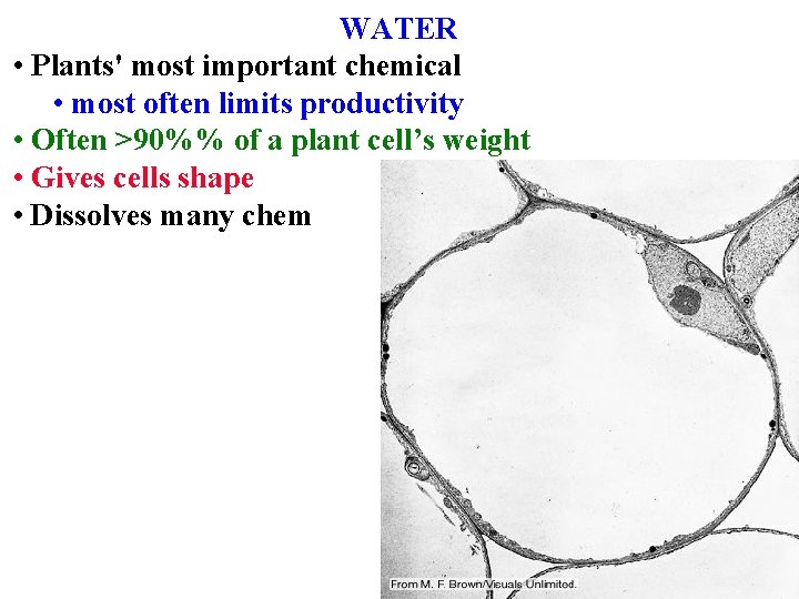 WATER • Plants' most important chemical • most often limits productivity • Often >90%%