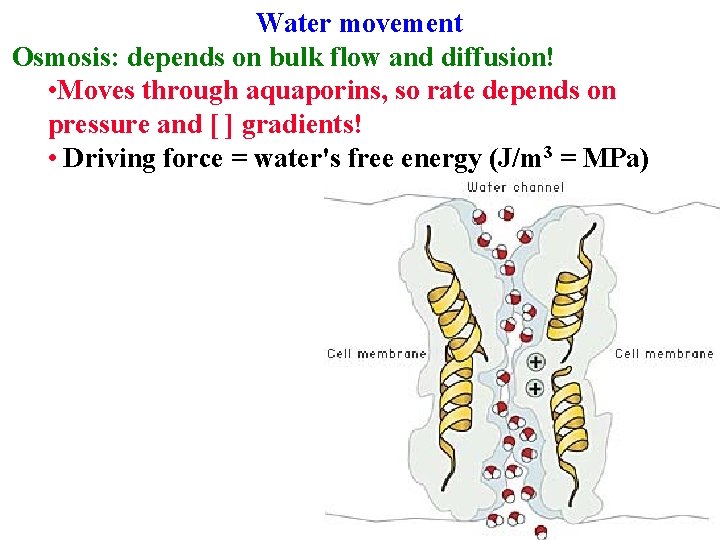 Water movement Osmosis: depends on bulk flow and diffusion! • Moves through aquaporins, so