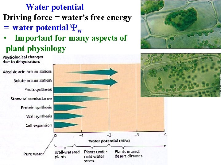 Water potential Driving force = water's free energy = water potential Yw • Important