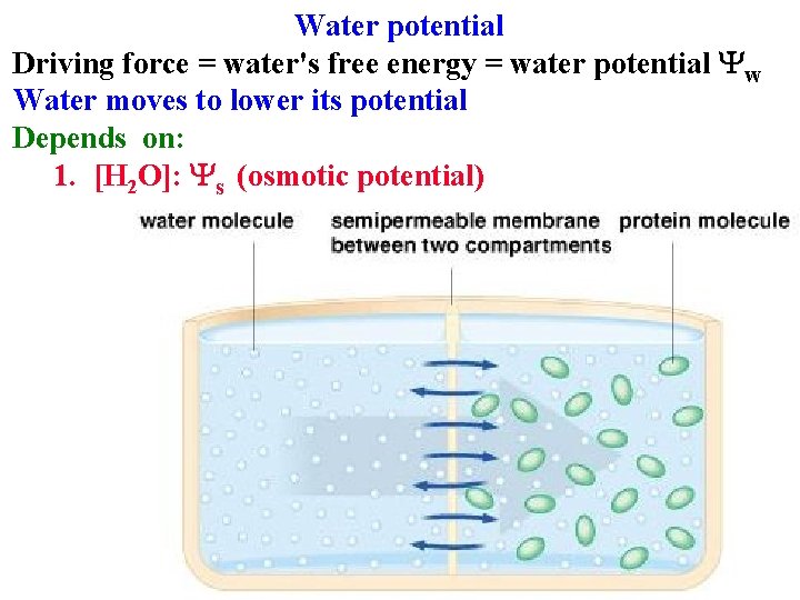 Water potential Driving force = water's free energy = water potential Yw Water moves