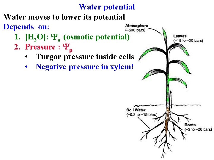 Water potential Water moves to lower its potential Depends on: 1. [H 2 O]: