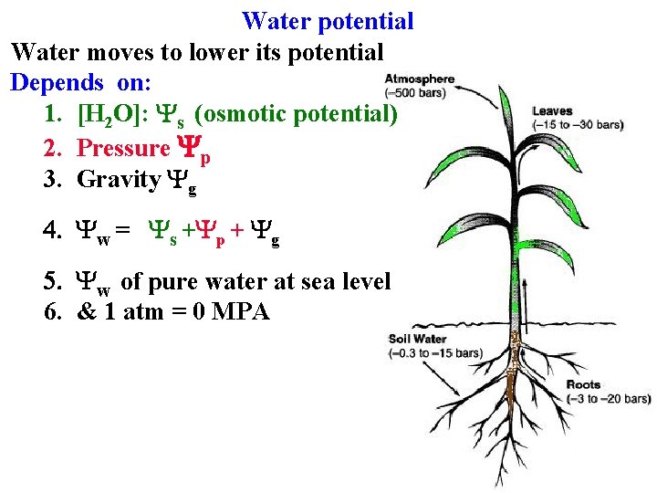Water potential Water moves to lower its potential Depends on: 1. [H 2 O]: