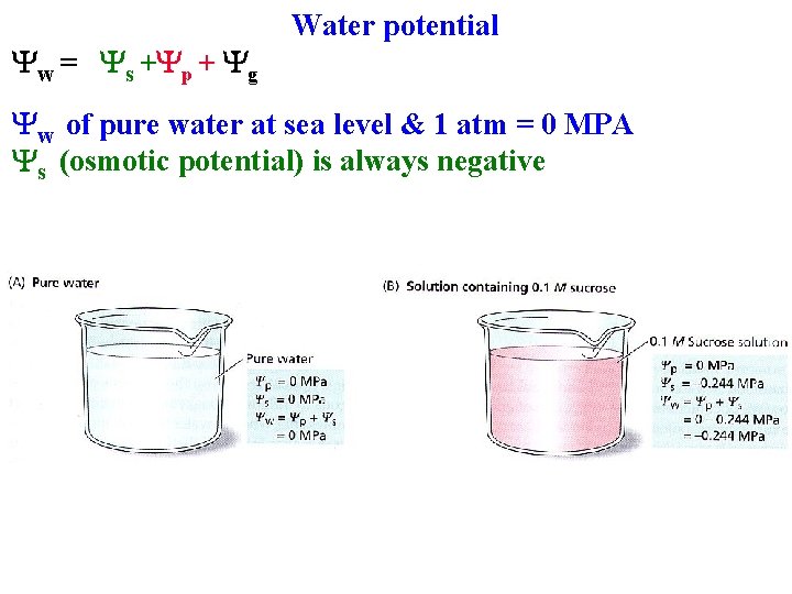 Yw = Ys +Yp + Yg Water potential Yw of pure water at sea