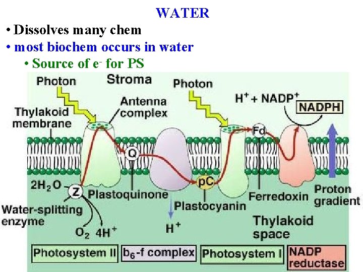 WATER • Dissolves many chem • most biochem occurs in water • Source of
