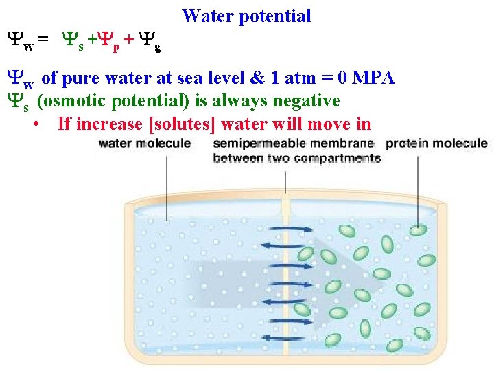 Yw = Ys +Yp + Yg Water potential Yw of pure water at sea