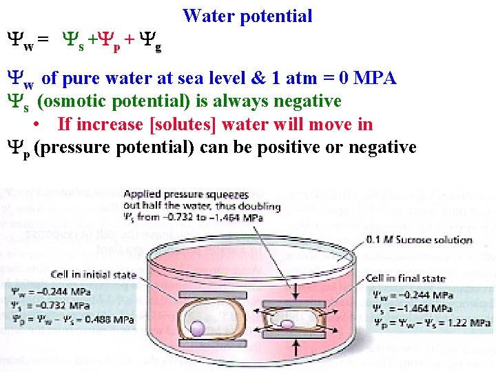 Yw = Ys +Yp + Yg Water potential Yw of pure water at sea
