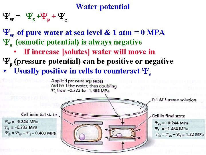 Yw = Ys +Yp + Yg Water potential Yw of pure water at sea