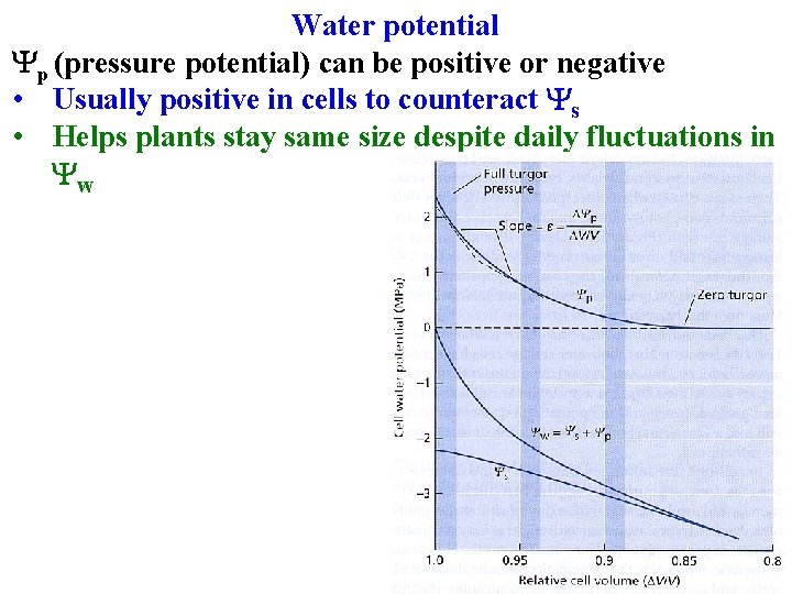 Water potential Yp (pressure potential) can be positive or negative • Usually positive in