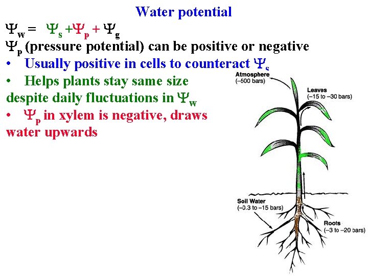 Water potential Yw = Ys +Yp + Yg Yp (pressure potential) can be positive