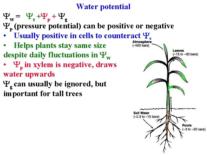 Water potential Yw = Ys +Yp + Yg Yp (pressure potential) can be positive