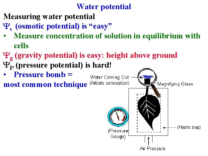 Water potential Measuring water potential Ys (osmotic potential) is “easy” • Measure concentration of