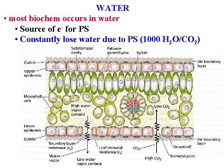 WATER • most biochem occurs in water • Source of e- for PS •