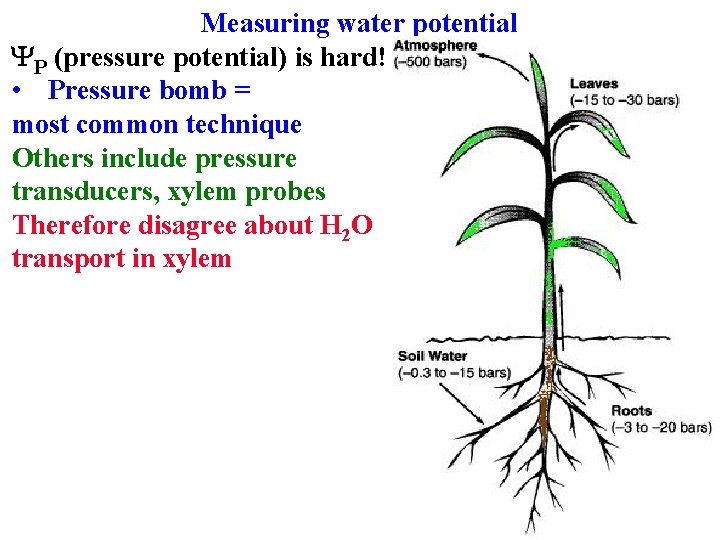 Measuring water potential YP (pressure potential) is hard! • Pressure bomb = most common