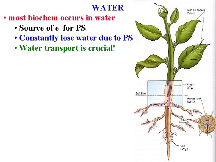 WATER • most biochem occurs in water • Source of e- for PS •