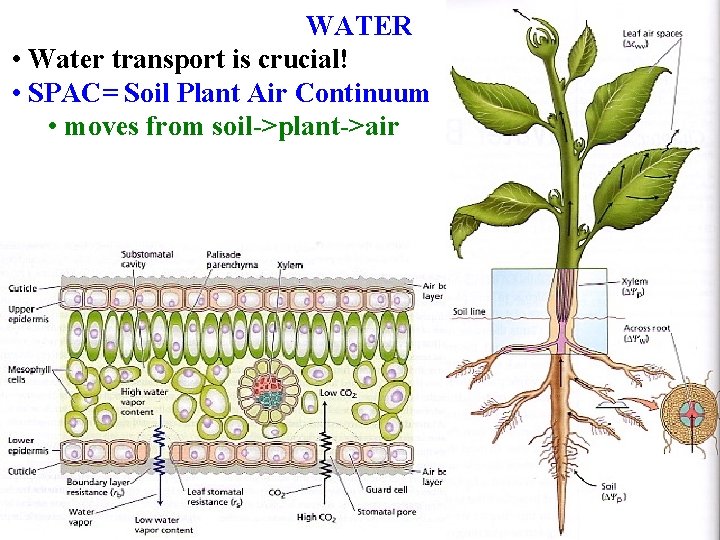 WATER • Water transport is crucial! • SPAC= Soil Plant Air Continuum • moves