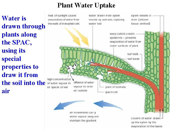 Plant Water Uptake Water is drawn through plants along the SPAC, using its special