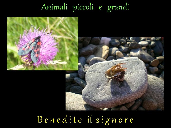 Animali piccoli e grandi B e n e d i t e il s