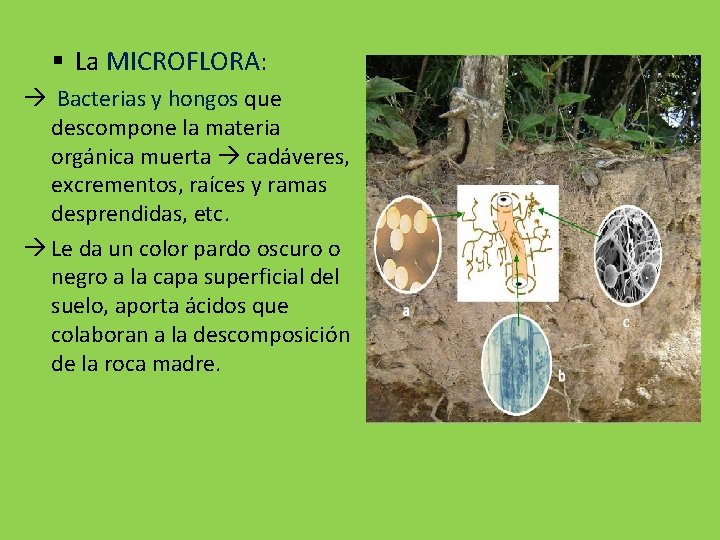 § La MICROFLORA: Bacterias y hongos que descompone la materia orgánica muerta cadáveres, excrementos,
