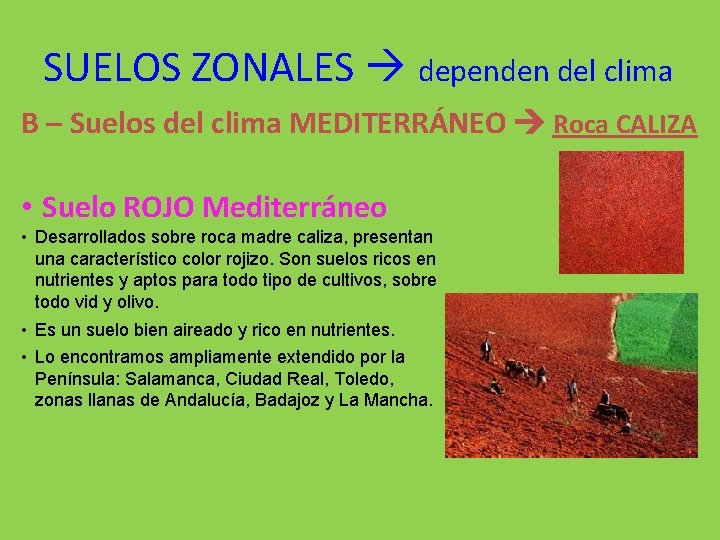 SUELOS ZONALES dependen del clima B – Suelos del clima MEDITERRÁNEO Roca CALIZA •