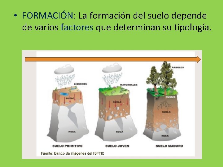  • FORMACIÓN: La formación del suelo depende de varios factores que determinan su