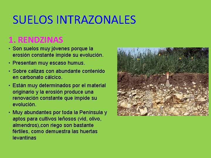 SUELOS INTRAZONALES 1. RENDZINAS • Son suelos muy jóvenes porque la erosión constante impide