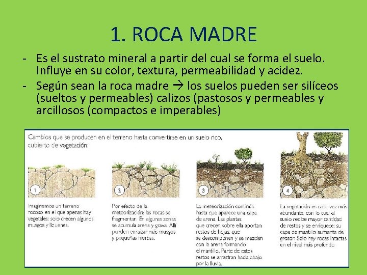 1. ROCA MADRE - Es el sustrato mineral a partir del cual se forma