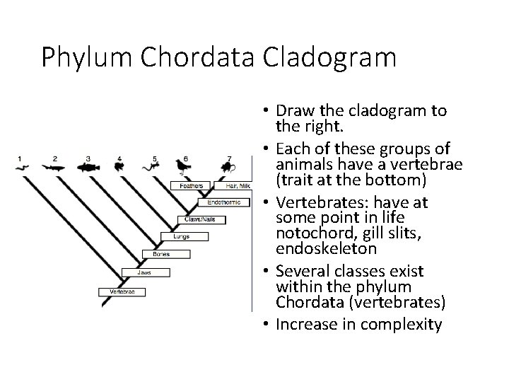 Phylum Chordata Cladogram • Draw the cladogram to the right. • Each of these