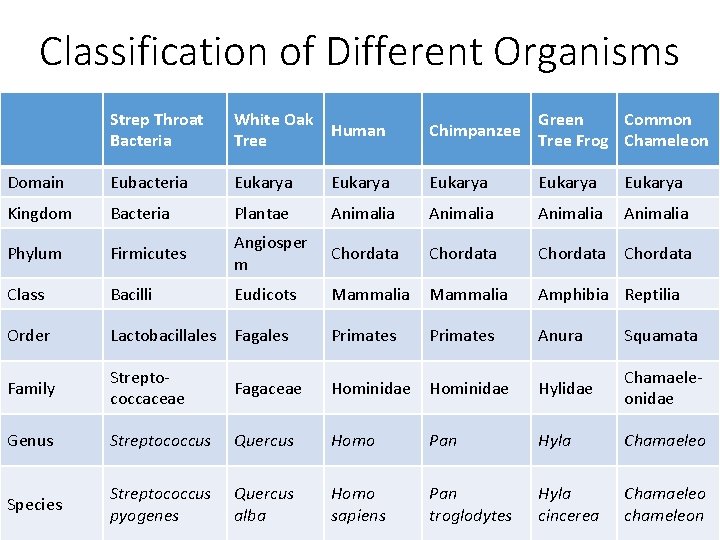 Classification of Different Organisms Strep Throat Bacteria White Oak Human Tree Chimpanzee Green Common