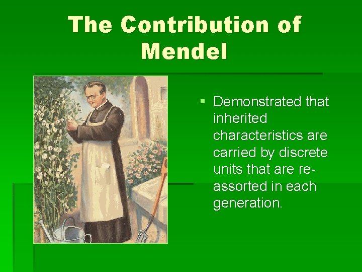 The Contribution of Mendel § Demonstrated that inherited characteristics are carried by discrete units