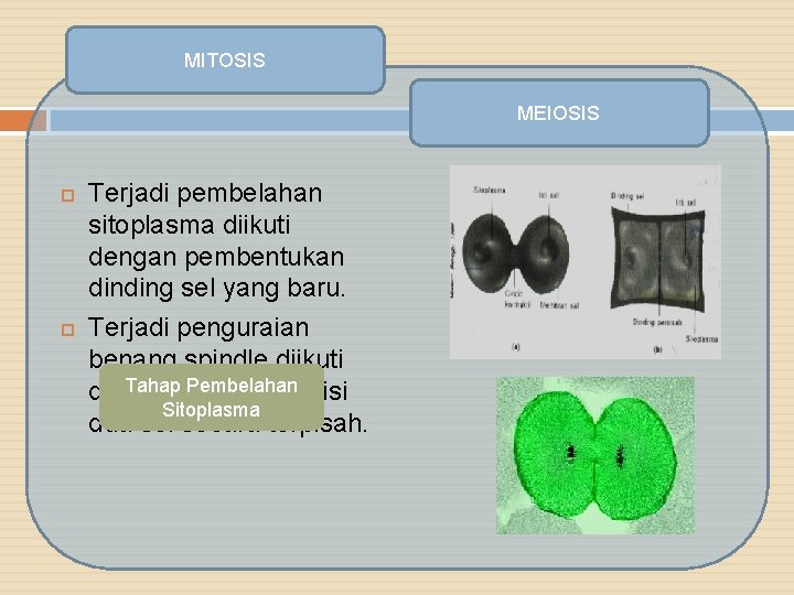 MITOSIS MEIOSIS Terjadi pembelahan sitoplasma diikuti dengan pembentukan dinding sel yang baru. Terjadi penguraian