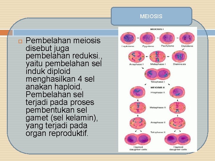 MEIOSIS Pembelahan meiosis disebut juga pembelahan reduksi. , yaitu pembelahan sel induk diploid menghasilkan