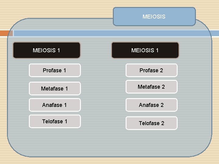 MEIOSIS 1 Profase 2 Metafase 1 Metafase 2 Anafase 1 Anafase 2 Telofase 1