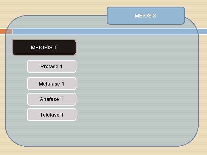 MEIOSIS 1 Profase 1 Metafase 1 Anafase 1 Telofase 1 