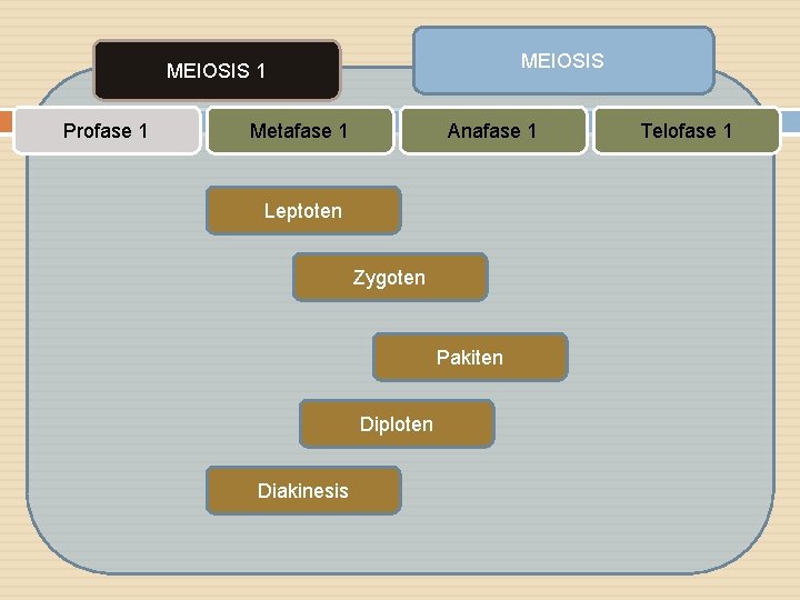 MEIOSIS 1 Profase 1 Metafase 1 Anafase 1 Leptoten Zygoten Pakiten Diploten Diakinesis Telofase