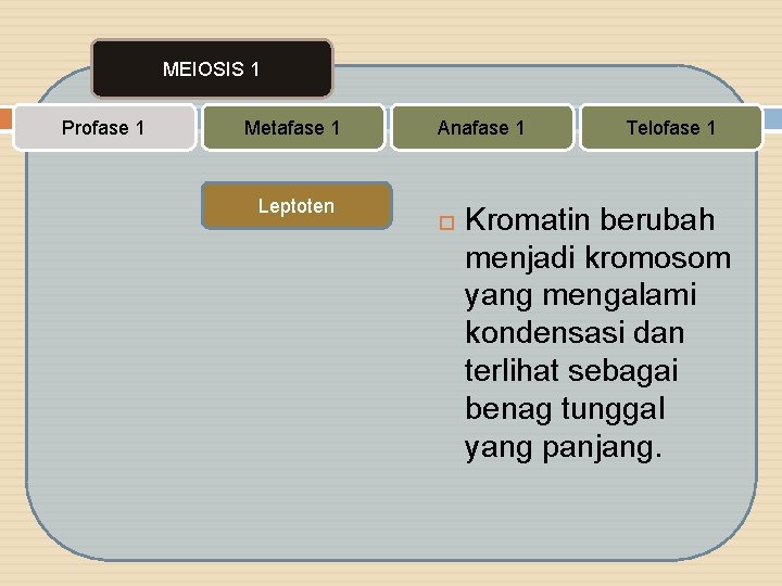 MEIOSIS 1 Profase 1 Metafase 1 Leptoten Anafase 1 Telofase 1 Kromatin berubah menjadi