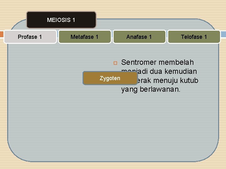 MEIOSIS 1 Profase 1 Metafase 1 Anafase 1 Telofase 1 Sentromer membelah menjadi dua