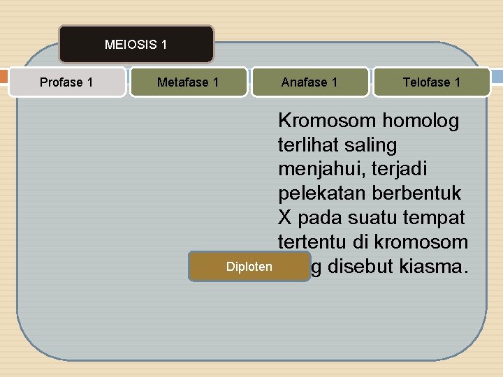 MEIOSIS 1 Profase 1 Metafase 1 Anafase 1 Telofase 1 Kromosom homolog terlihat saling